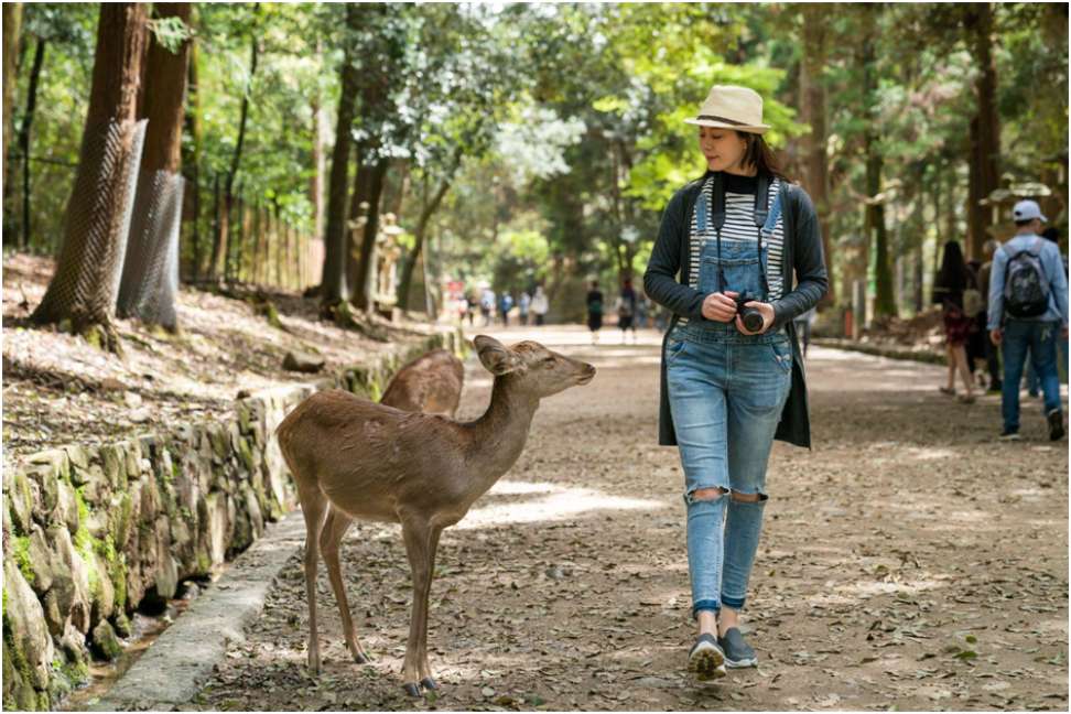 Japan's Enchanting Wildlife Experiences And outfit