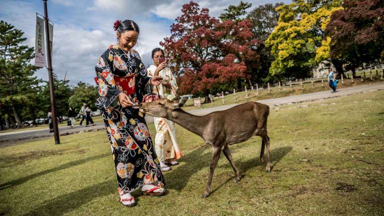 Deer Haven in Nara